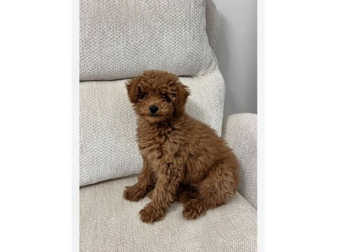 3.5 Aylık Erkek Poodle Hatay