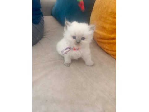 1 Aylık British Longhair