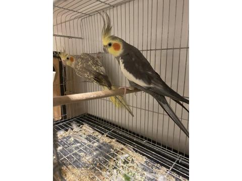 Mükemmel Formda Ve Eş Tutmuş Sultan Papağanı Çift