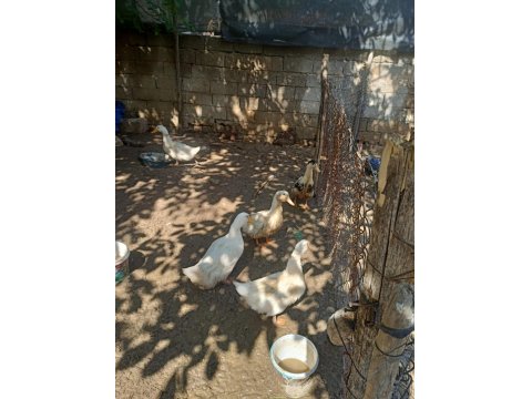 Yetişkin Kars Kazı