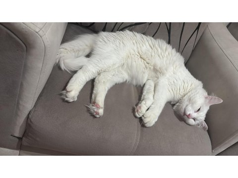 Kısır Aşıları Tam Ve Çipli Ankara Kedisi