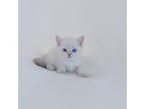 British Shorthair Yavruları