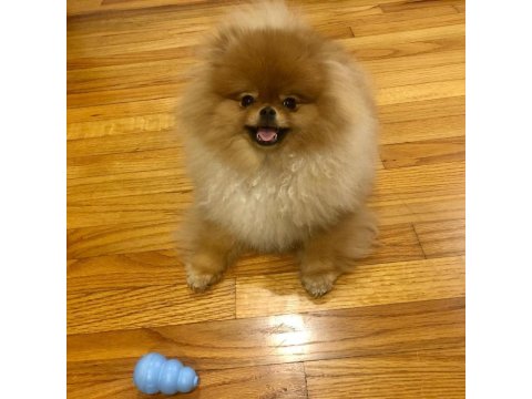 Pomeranian Boo Yavruları