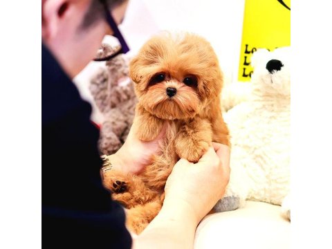 Sevecen Akıllı Maltipoo Bebekler