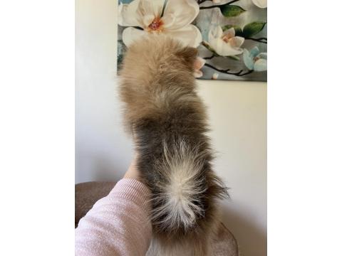 Pomeranian Spitz Yavrular
