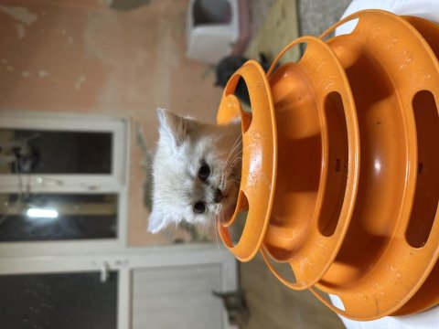 British Shorthair Lynx Point Hemen Teslim