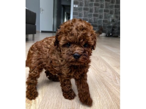 Toy Poodle Orjinal Teddy Yavrular
