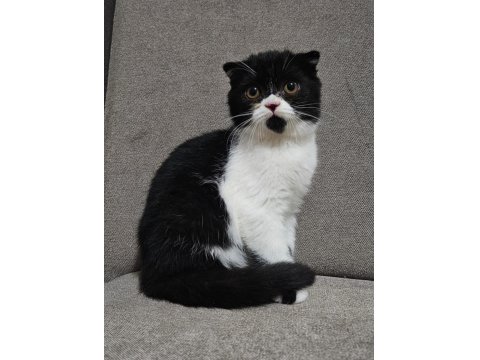 Uygun Koca Kafalı Scottish Fold Yavruları