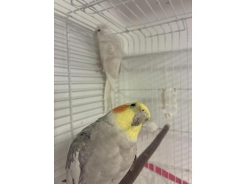 Çift Sultan Papağanı