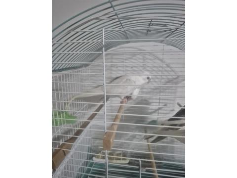 Albino Sultan Papağanı