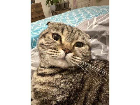 Pamuk Gibi Scottish Fold Kızımıza Yeni Bir Yuva