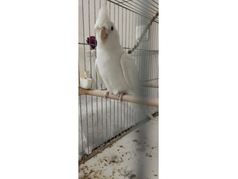 Erkek Sultan Papağanı, Dişi Sevda İle Değişim Olur