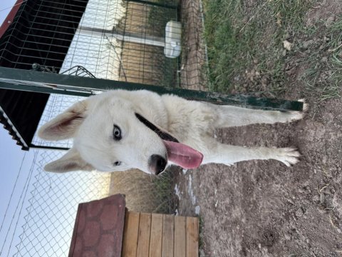 Safkan Sibirya Kurdu 1,5 Yaşında