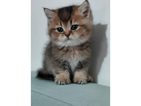 British Shorthair Chocolate Golden Bebeğim