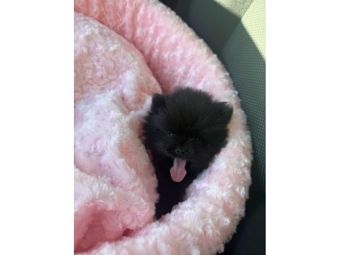 Siyah Nadir Renk Pomeranian