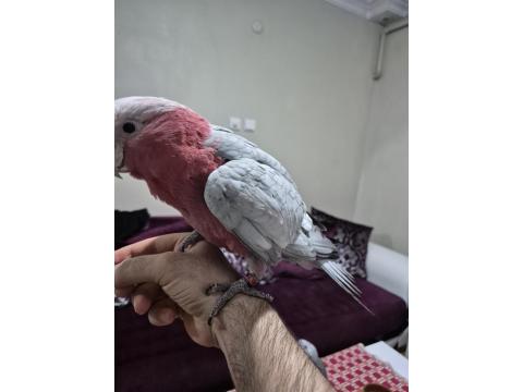 Gül Kakadu İçin Açıklamayı Okuduktan Sonra İletişime Geçebilirsiniz