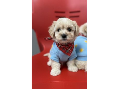 Hipoalerjenik Tüy Dökmeyen Maltipoo Bebekleri