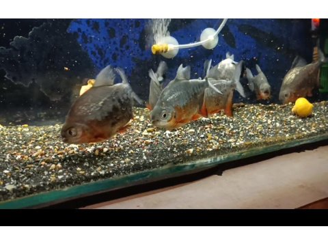 Pacu Akvaryum Balığı