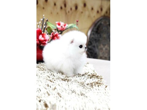 Kartopu Gibi Pomeranian Yavrularımız