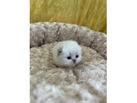 Minik British Bebeklerimiz Ailelerini Bekliyor