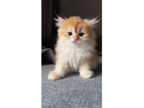 Orjinal British Longhair Yavrular