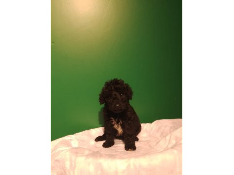 Siyah Toy Poodle Yavrularımız