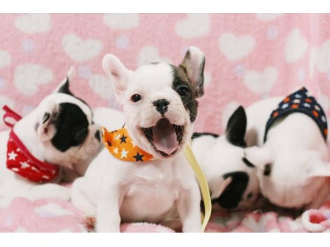French Bulldog Yavrularımız