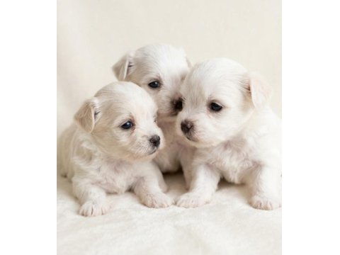 0 Numara En Küçük Boy Maltese Bebekler