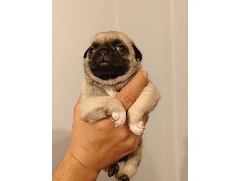Pug Yavrularımız Sağlık Ve Irk Garantilidir