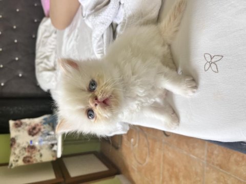 Oyuncu Safkan İran Kedisi Bebekler