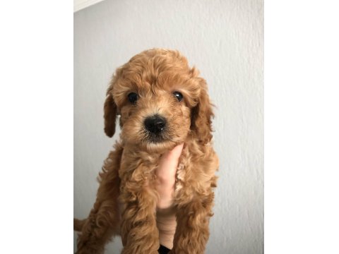 Pırıl Pırıl Maltipoo Yavrular