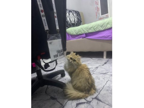 Sevgi Dolu British Longhair Kedisi