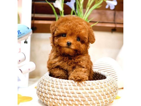 Toy Poodle Yavrularım (Ücretsiz Değildir)