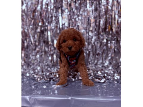 Sevimli Poodle Köpeği Yavruları