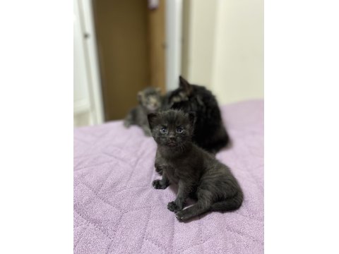 Kedilerimize Kalıcı Yuva Aranıyor