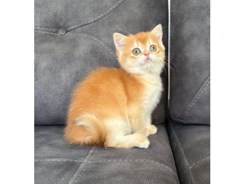 Kusursuz Renk Anne Baba Şecereli Golden British Shorthair