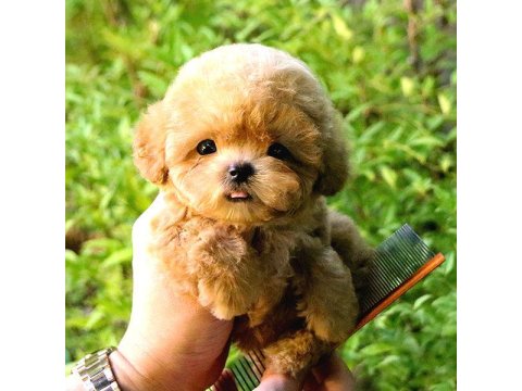 Toy Poodle Yavrular (Ücretsiz Değildir)