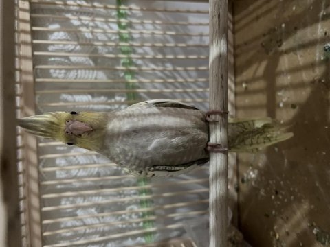 Evcil Sultan Papağanımız