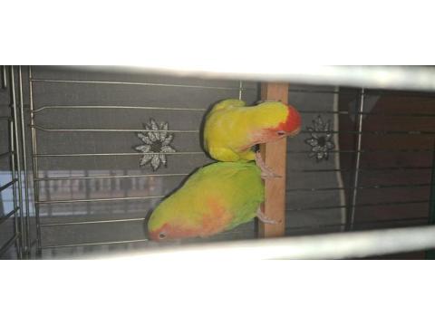 Cennet Papağanı Çifti