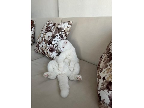 Scottish Fold Erkek