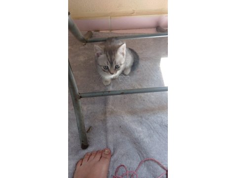 Sahibinden Kedi Ailesi