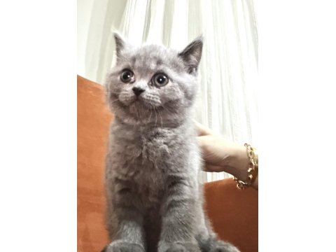 Duman Rengi Scottish Ve British Bebekler