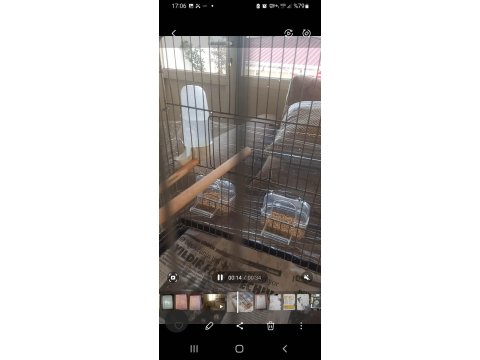 Damızlık Yumurtalı Bengay