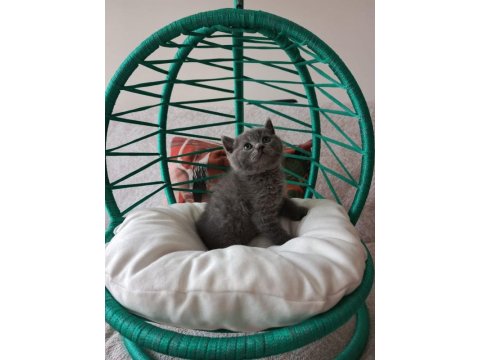 Minik British Shorthair Bebeler