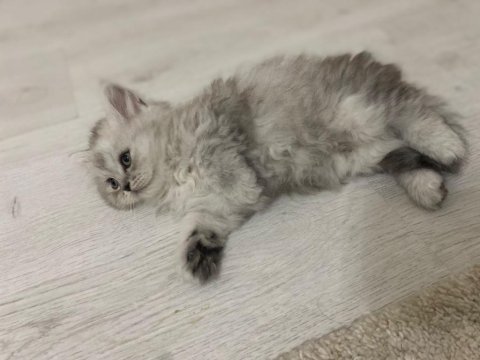 British Scottish Yavrularım