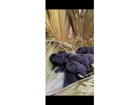 Üst Kalite Dev Cane Corso Adayları