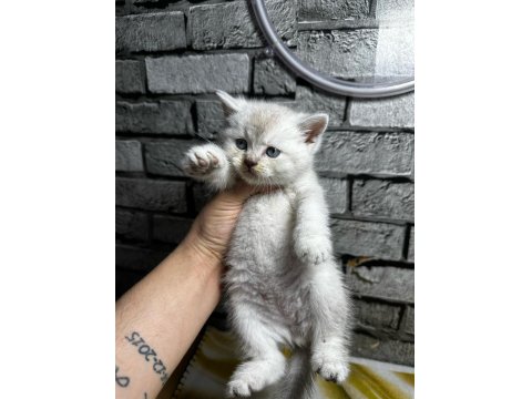 British Shorthair Erkek Lyxn Point Erkek