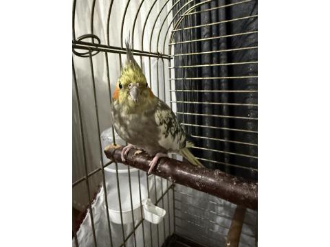 Sağlıklı Dişi Sultan Papağanı