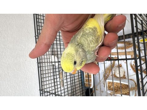 2 Yavru 1 Dişi Kuşlar