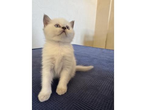 British Shorthair Pamuklarımız Yeni Yuvalarını Arıyor